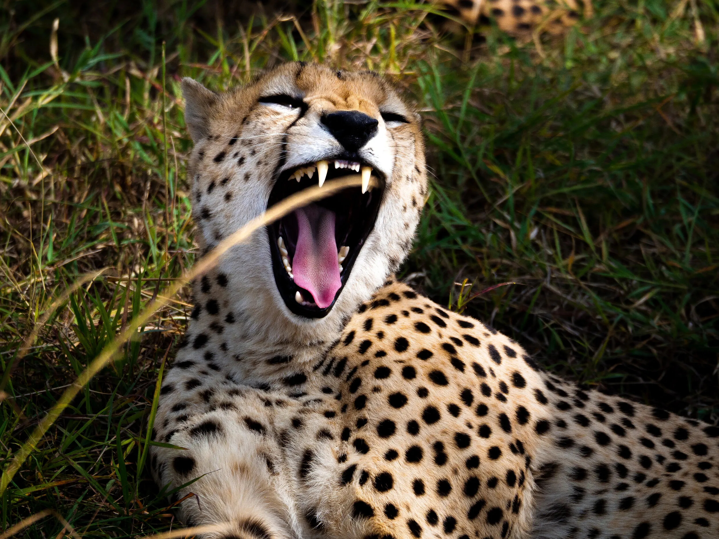 Tanzania travel photograph 10 by Chirag Bachani