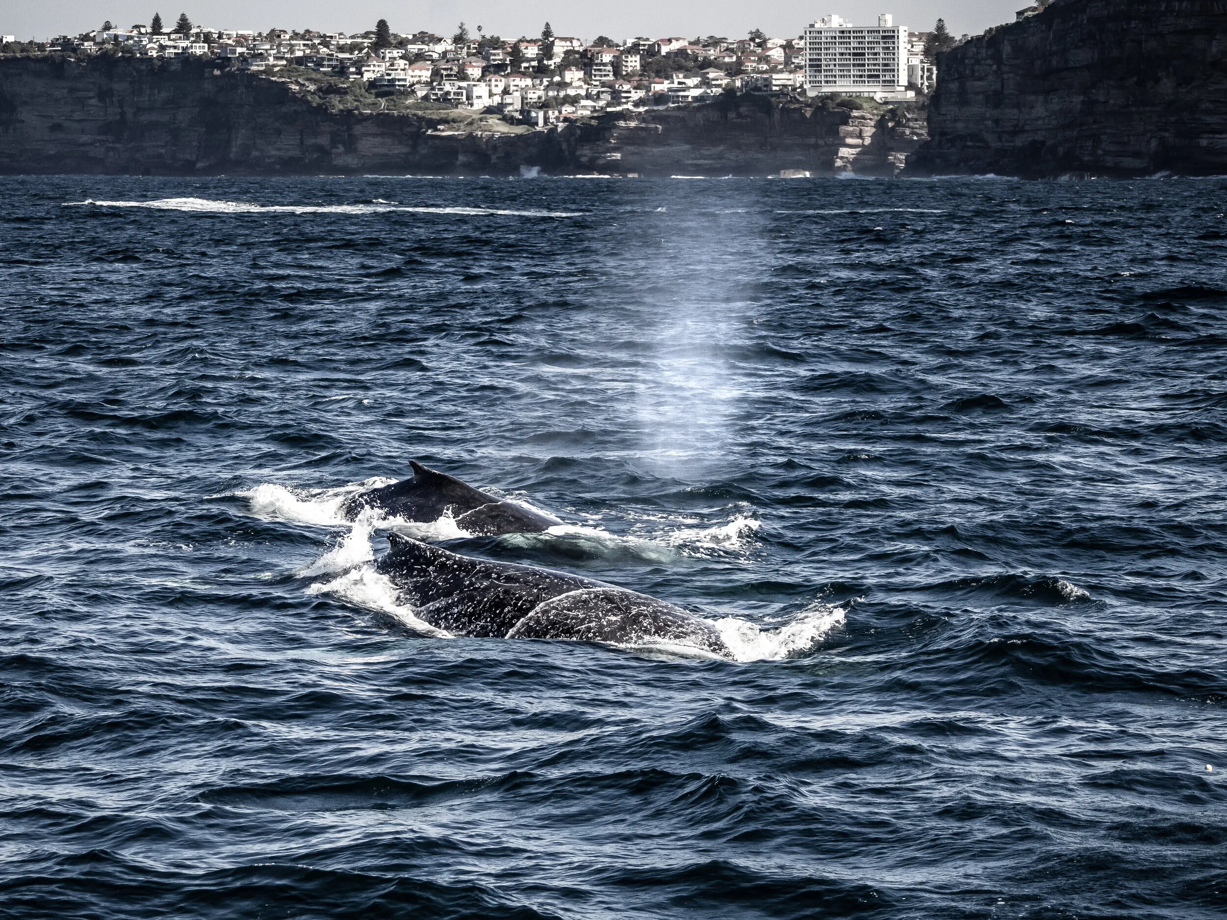 Australia travel photograph 13 by Chirag Bachani