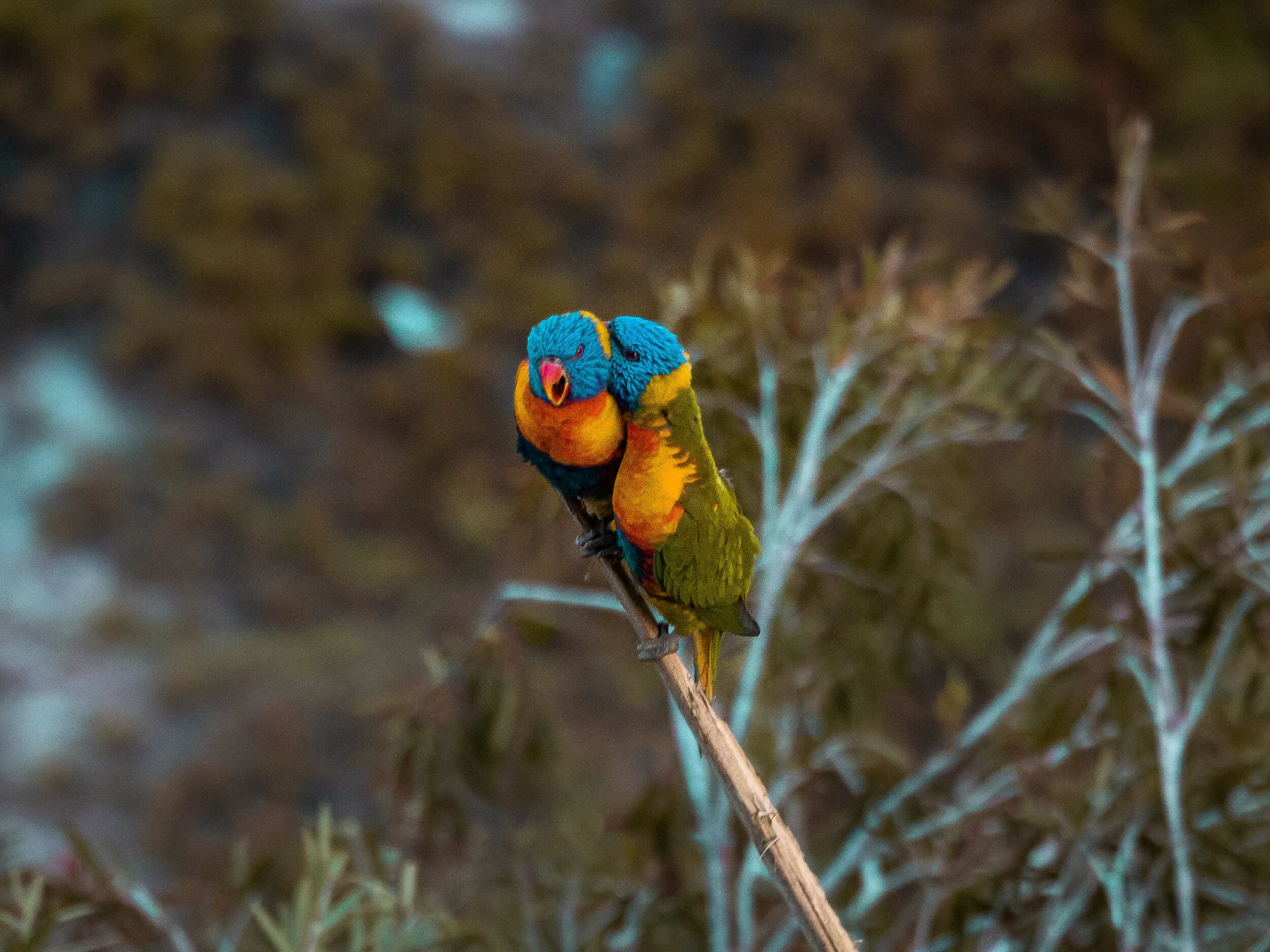 Australia travel photograph 25 by Chirag Bachani